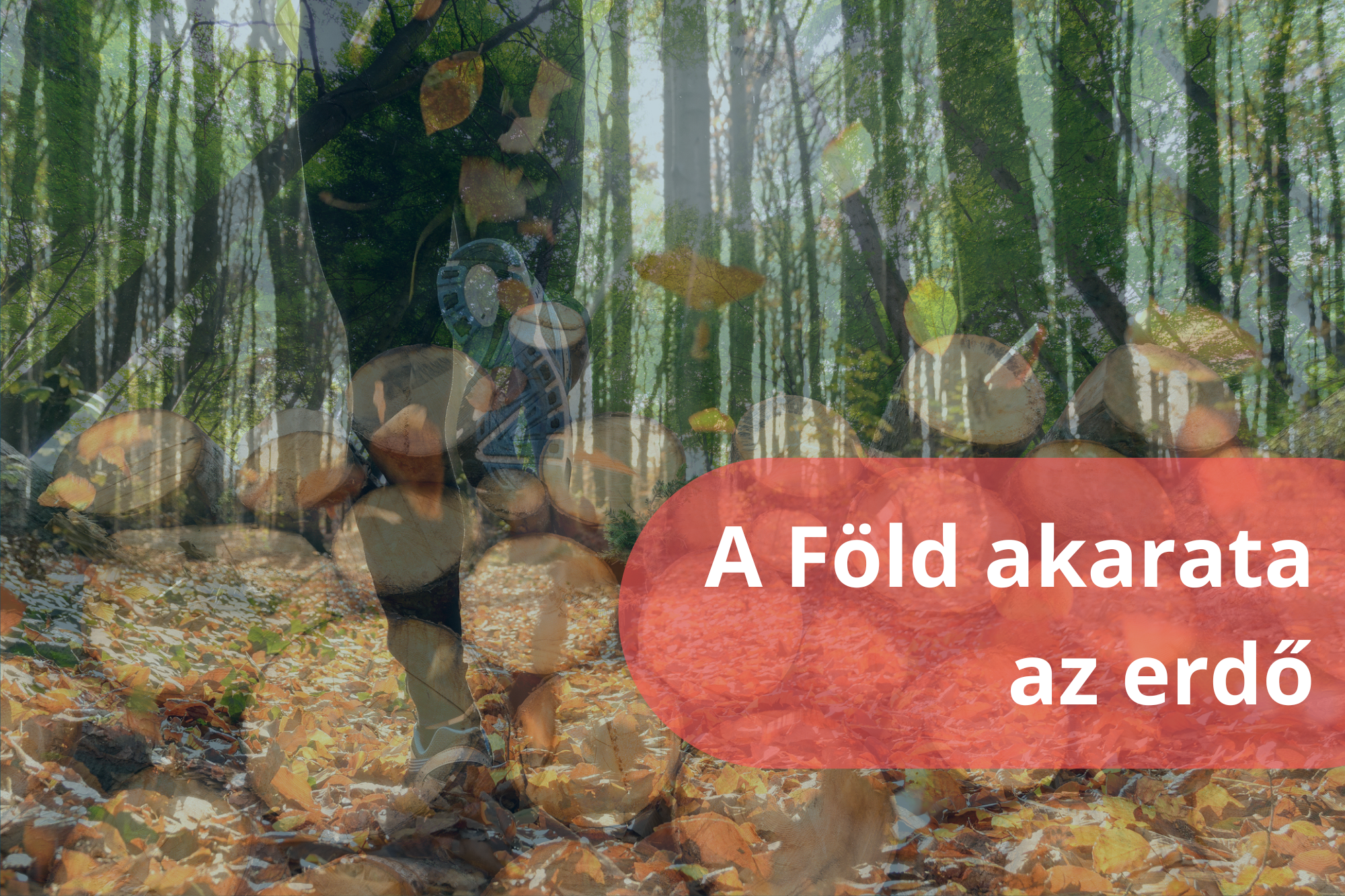 'A Föld akarata az erdő 
